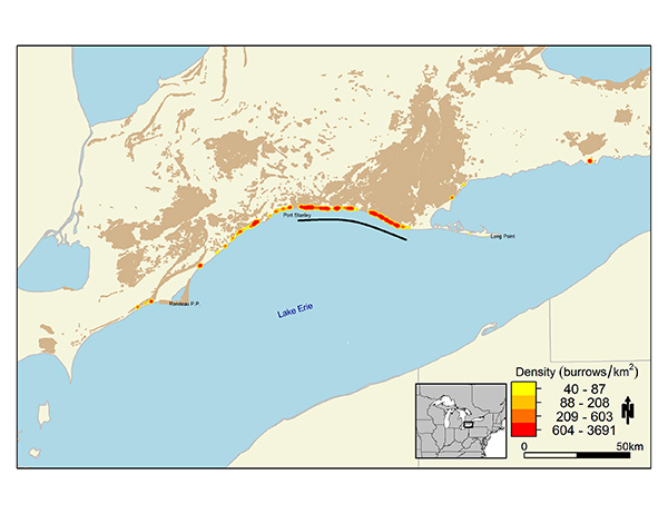 Map of Lake Erie region of Ontario, showing Bank Swallow burrow density along north shore. The greatest density occurs along the shore between Port Stanley and the western origin of Long Point.