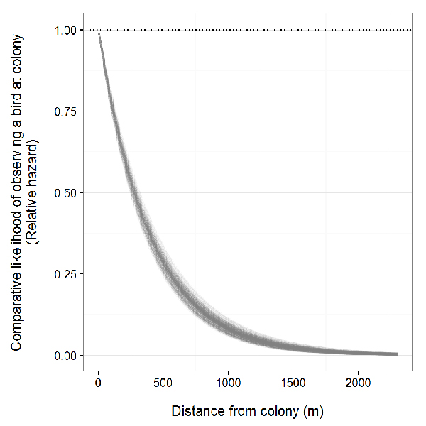 Graph of the lower likelihood of a breeding Bank Swallow flying with increasing distance away from a breeding colony. The likelihood curve resembles a log curve in shape, with likelihood falling rapidly as you travel about 700 metres from the colony, then trailing off to a gradually diminishing likelihood of encounter up to 2400 metres away from the colony, where the likelihood converges to zero.