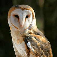 Photo of a barn owl, an at risk species in Ontario. (Credit: Ministry of Northern Development, Mines, Natural Resources and Forestry)