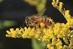 Photo d’un pollinisateur sur une fleur.