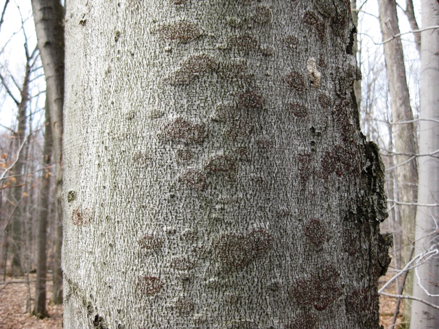 Maladie corticale du hêtre sur un hêtre – île St. Joseph, district de Sault Ste. Marie 