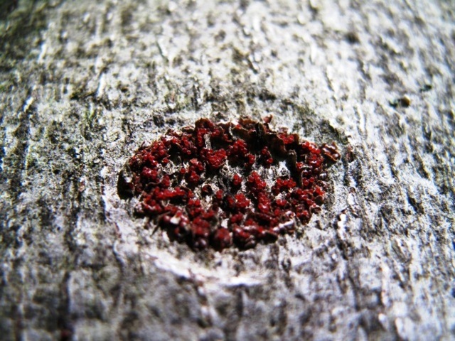 Small orange-red fruiting bodies produced in late summer and fall