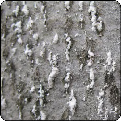 Close-up of beech scale showing white, wool-like excretion covering the scale insects body