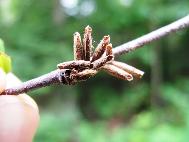 Birch casebearer larvae sheltered in casement