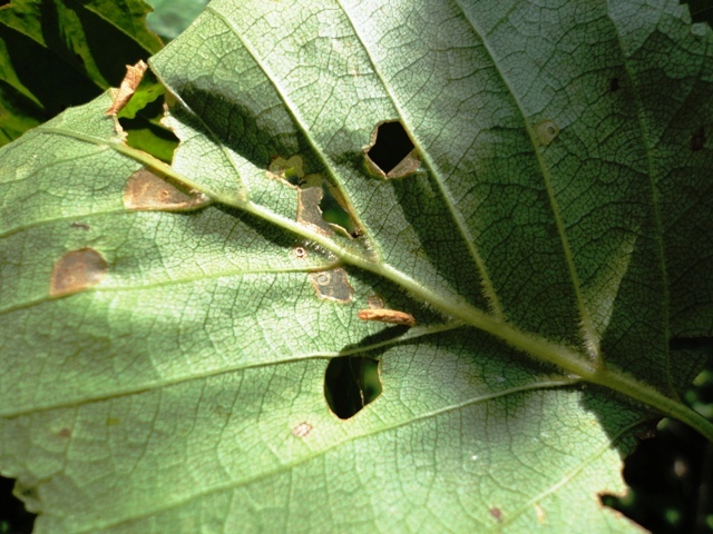 Depending on the severity of the infestation, larvae feeding results in partial to total defoliation with the exception of the leaf midrib and veins which are not consumed by larvae