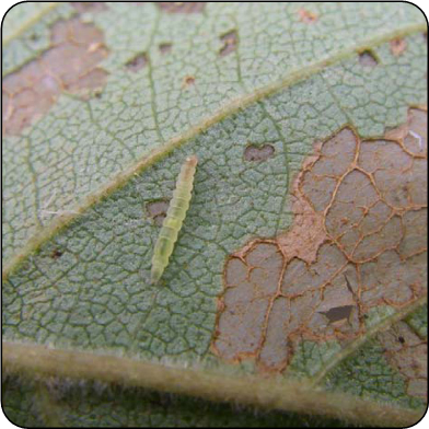 Birch skeletonizer larva