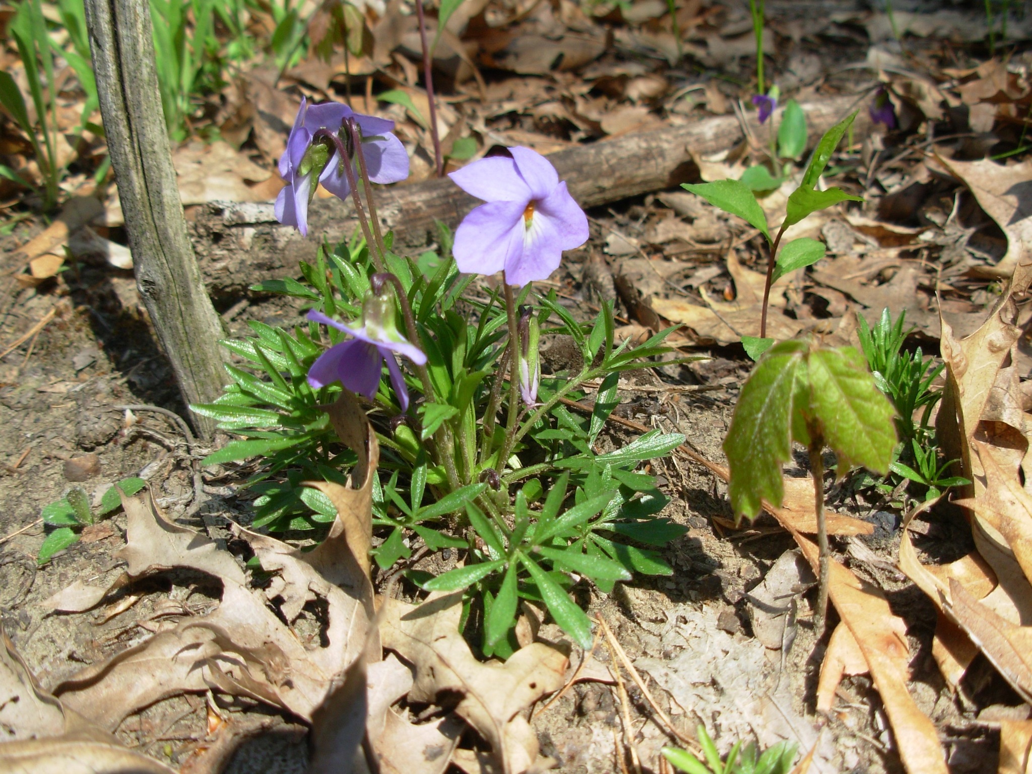 A photograph of the Bird’s-foot Violet