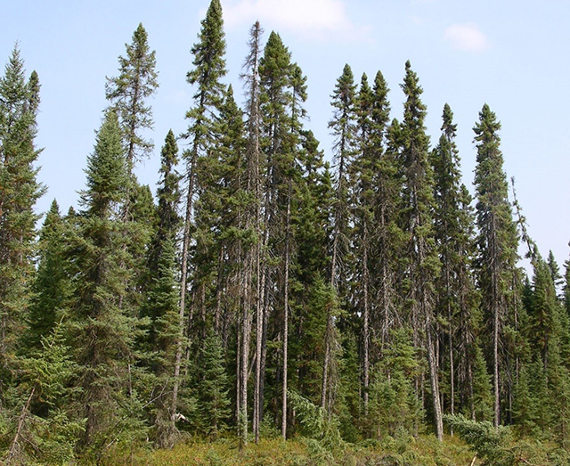 image of a Black Spruce forest.