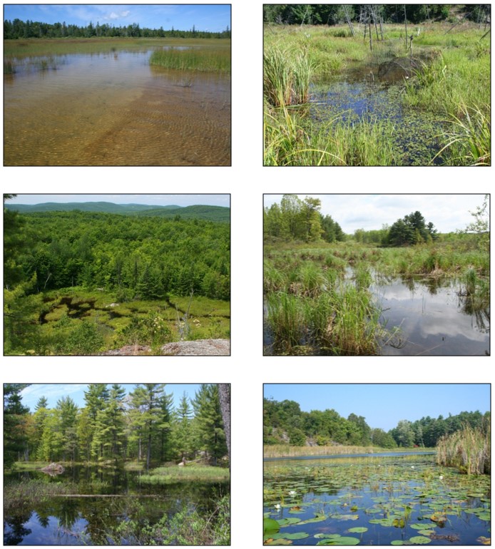 Six photographs showing examples of the Blanding’s Turtle habitat in Ontario