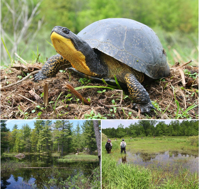 At the top: Close up image of a Blanding’s Turtles with it’s head outstretched; Bottom Left: A picture of a beaver wetland; Bottom Right:  Several people searching a shallow grassy wetland.