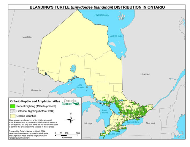 Map showing the known distribution of the Blanding’s Turtle in Ontario based on recent and historical sightings data from the OMNRF and the Ontario Reptile and Amphibian Atlas. Recent sightings (1994 to present) are highlighted in green, historical sightings (before 1994) are shown as dots, and Ontario counties are shown in yellow. The map shows that the majority of sightings (both recent and historical) are located in the southern part of Ontario, with most of the sightings shown in the south-central to south-eastern part of the province. Map prepared by Ontario Nature in March 2014.