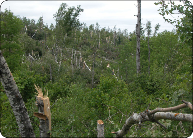 Forêt de peupliers endommagée par des conditions météorologiques extrêmes.