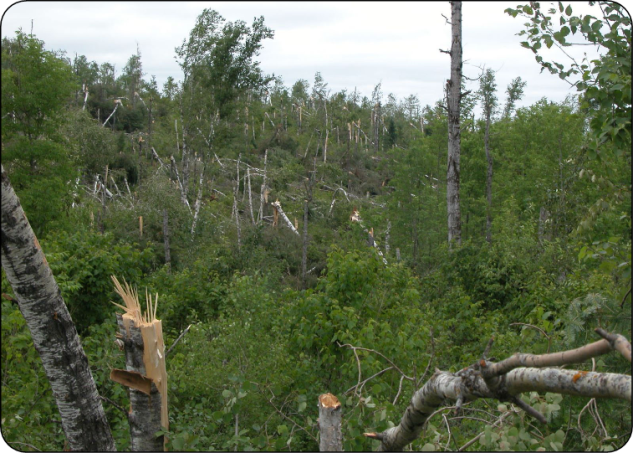 Poplar forest damaged by severe weather