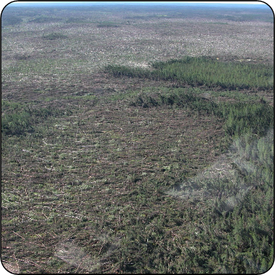 Blowdown in Red Lake