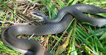 photo of a Blue Racer.
