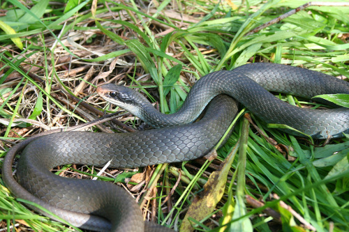 Photo of Blue Racer