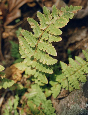 Photo of Blunt-lobed Woodsia bright green fronds.