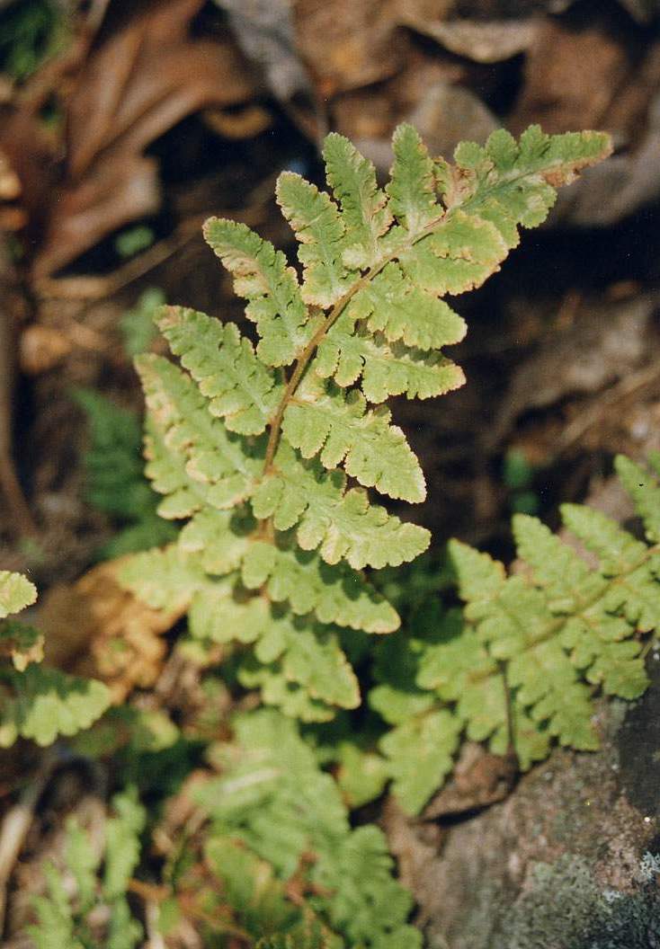 Photograph of a frond of Blunt-lobed Woodsia fern.