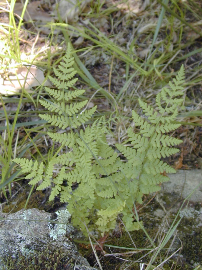 Photograph of Blunt-lobed Woodsia from the cover of its federal recovery strategy. The plant is shown growing in a shallow, moss-covered depression among rocks.