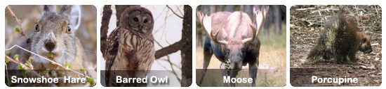 Snowshoe Hare, Barred Owl, Moose, Porcupine