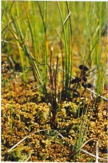 Photo of Branched Bartonia 