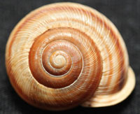 A photograph of Broad-banded Forestsnail.