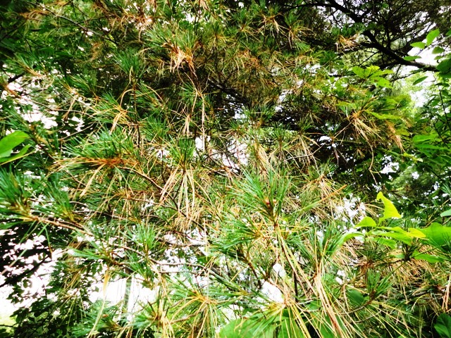 Taches brunes causées par la brûlure d’aiguilles sur le pin sylvestre 