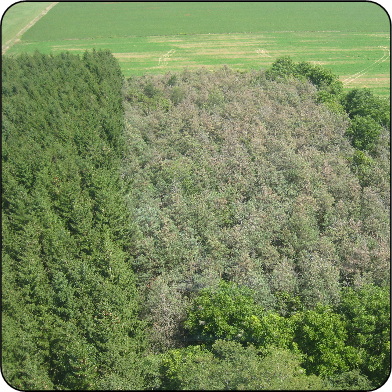 Brown spot needle blight damage on scots pine