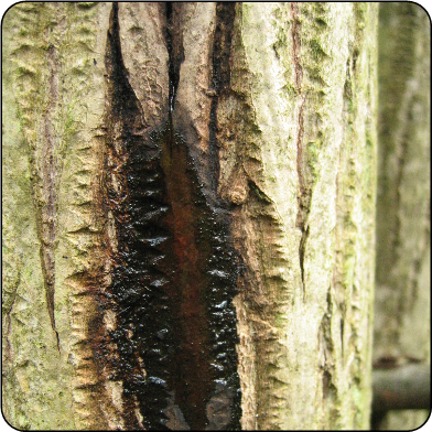 Butternut canker | ontario.ca