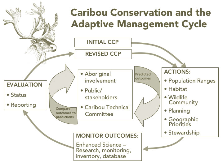 Actions taken to address caribou populations and their habitat will be monitored. The results of this monitoring will be used to evaluate and compare predicted and observed outcomes related to the status of caribou. Based on the outcomes of the adaptive management cycle, revisions to the Caribou Conservation Plan may occur over time. All phases of this adaptive management cycle invloves Aboriginal communities, the public, stakeholders and the Caribou Technical Committee.