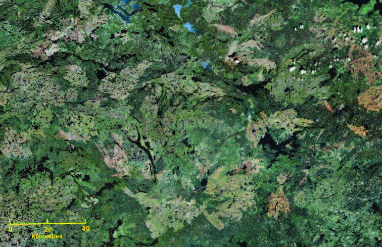 Image of the natural pattern of large forest habitat patches generated by wild fire.