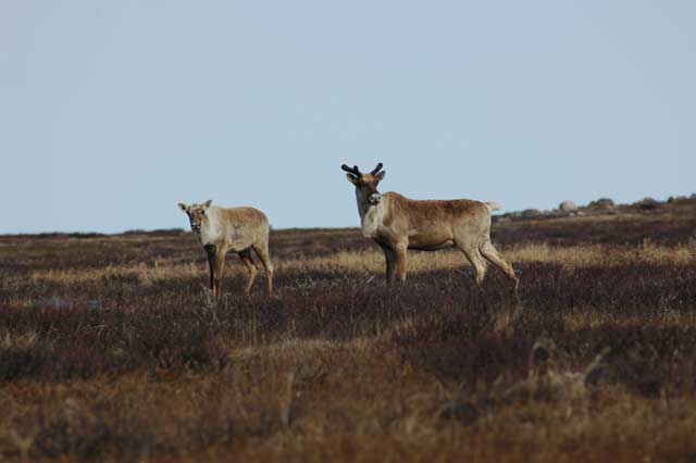 colour photograph of two caribou in a field.