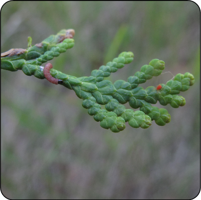 Cedar leafminer larvae