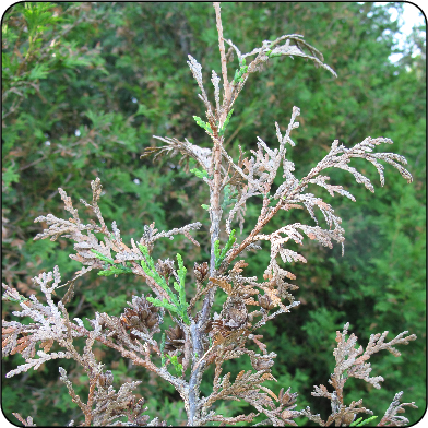 Cedar leafminer damage