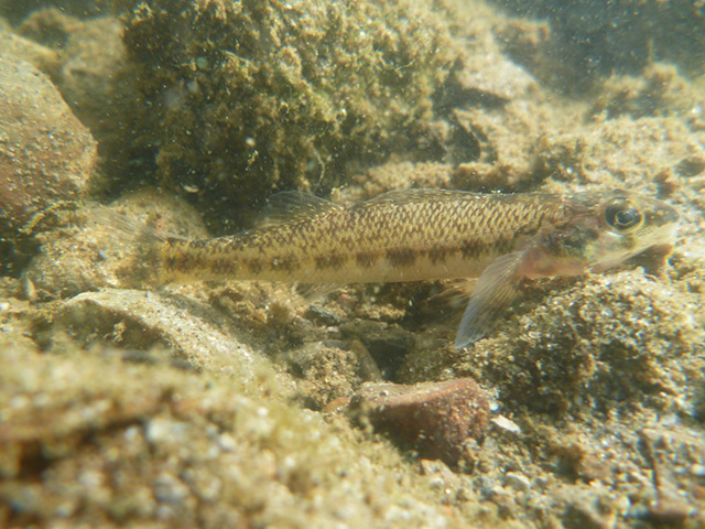 Cover photograph of a Channel Darter along sediment.