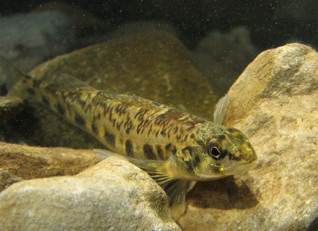 Photograph of a Channel Darter.