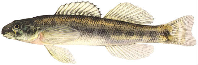 Coloured illustration, copyrighted by Ellen Edmonson, New York State Department of Environmental Conservation, lateral view, of a Channel Darter.