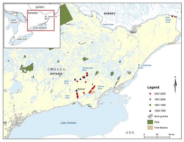 Map of eastern Ontario, with an inset at the top left of the map showing the geographical location of this map on a larger scale map. A legend and scale are provided. The legend provides symbols denoting years of capture (2001–2009, 1991–2000, 1981–1990, and 1928–1980) as well as designations for Parks, First Nations, and Built-up Areas. Individual data points are identified by year of capture. Channel Darter has been collected from several tributaries to Lake Ontario, including the Trent River, Moira River and two of its tributaries (Skootamatta River and Black River), and Salmon River. It has also been found in Little Rideau Creek (a tributary of the Ottawa River) in eastern Ontario.