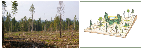 Clearcut system