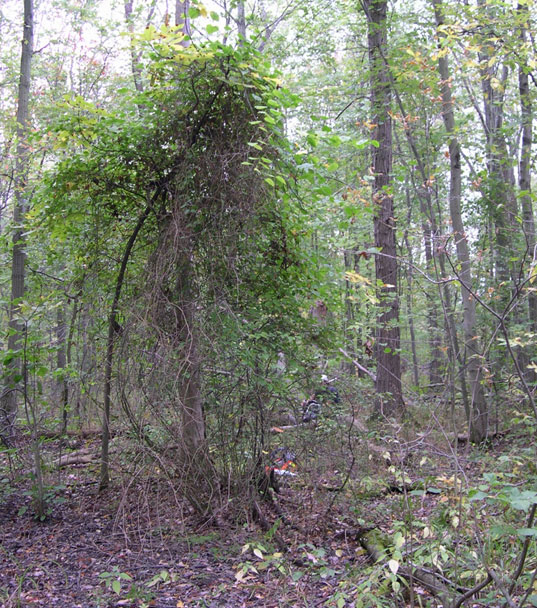 Climbing habitat of Round-leaved Greenbrier showing a crown of many stems at the base. (Photo: Albert Garofalo)