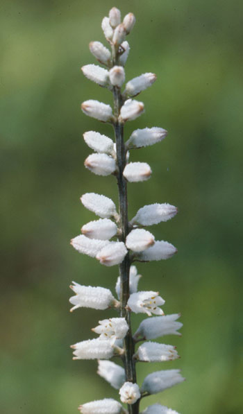 Photo of Colicroot white flowers in bloom.