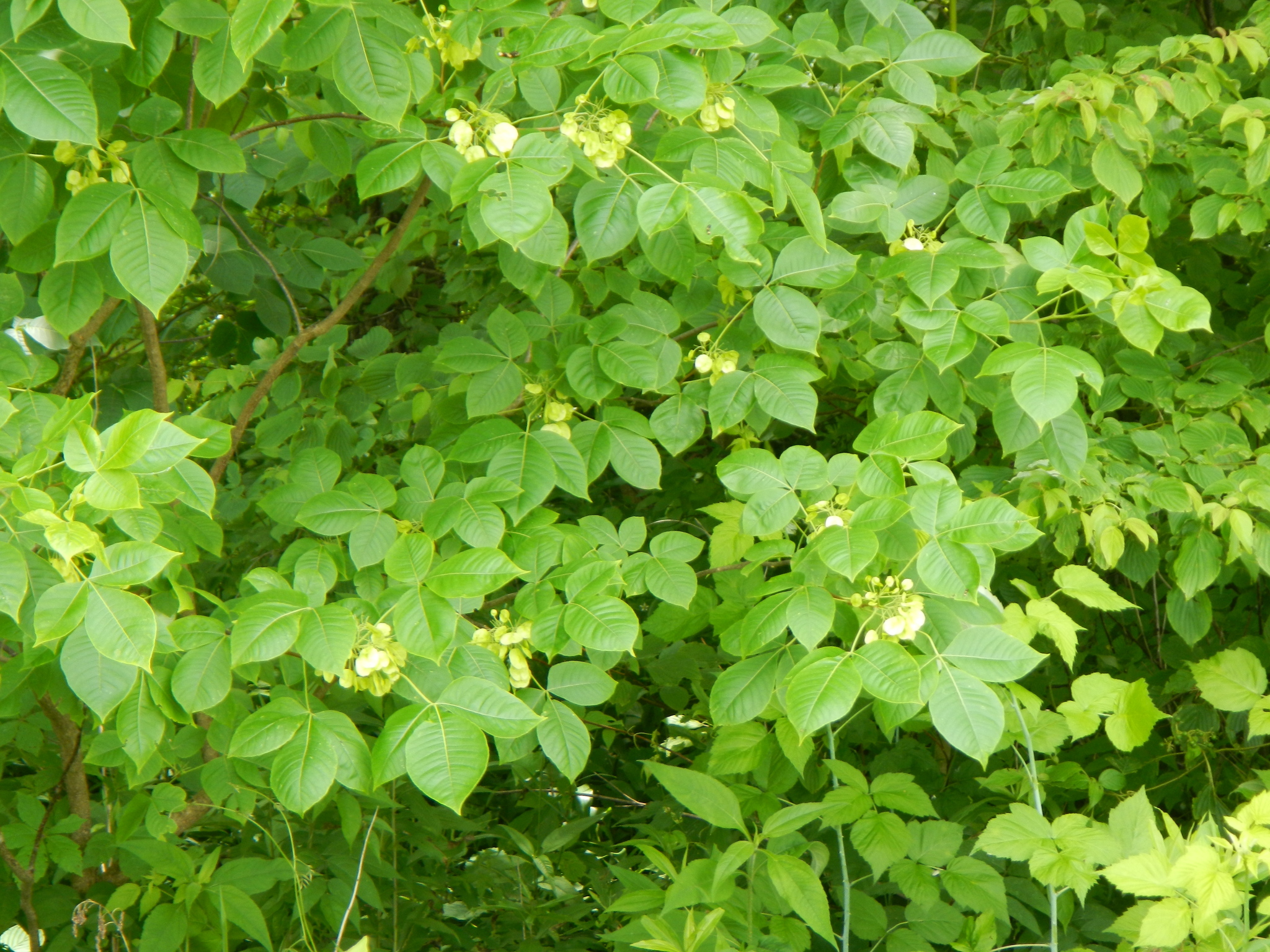 A photograph of >Common Hoptree