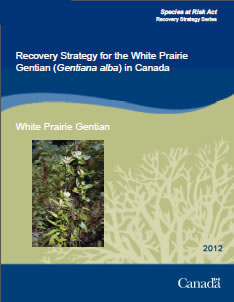 Cover of the publication: Recovery Strategy for the White Prairie Gentian (Gentiana alba) in Canada - 2012