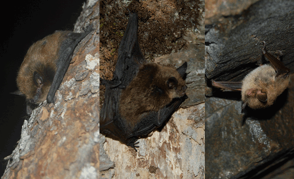 Photos: Little Brown Myotis, Northern Myotis and Tri-colored Bat