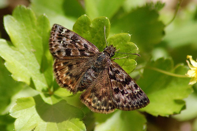Photo of a Mottled Duskywing resting on a leaf