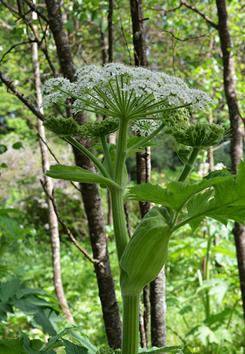 photograph of Cow Parsnip.
