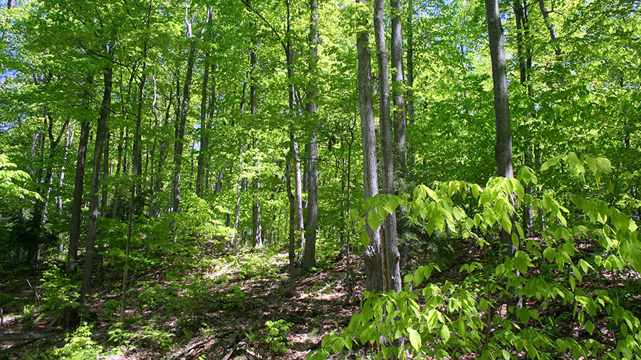 A photograph of a forest in Murphy’s Point Provincial Park that provides habitat for species at risk