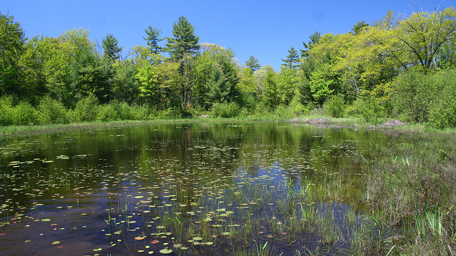 A photograph of a wetland in Georgian Bay that provides habitat for species at risk