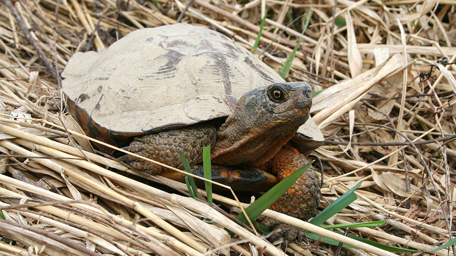 A photograph of a Wood Turtle
