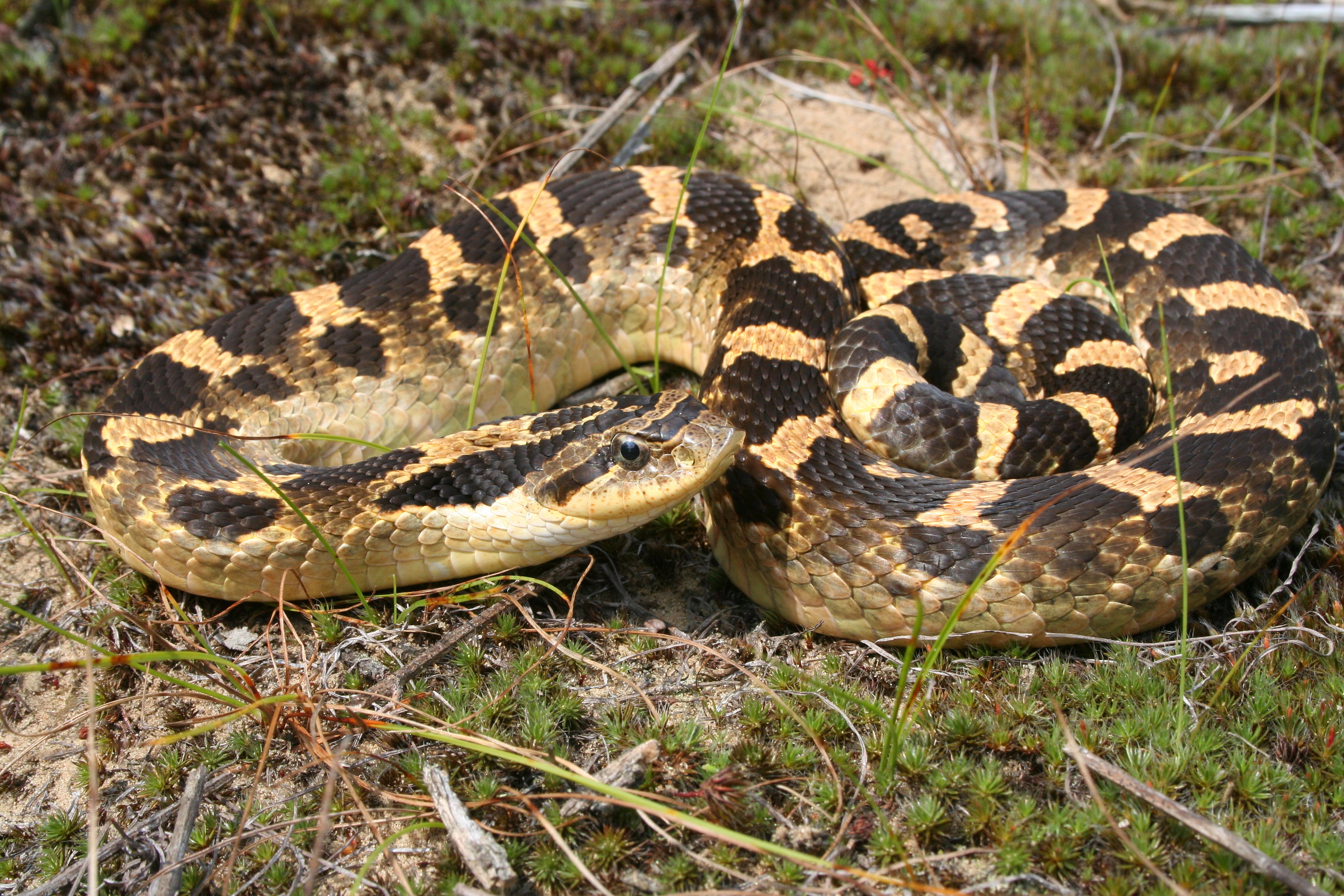 A photograph of an Eastern Hog-nosed Snake